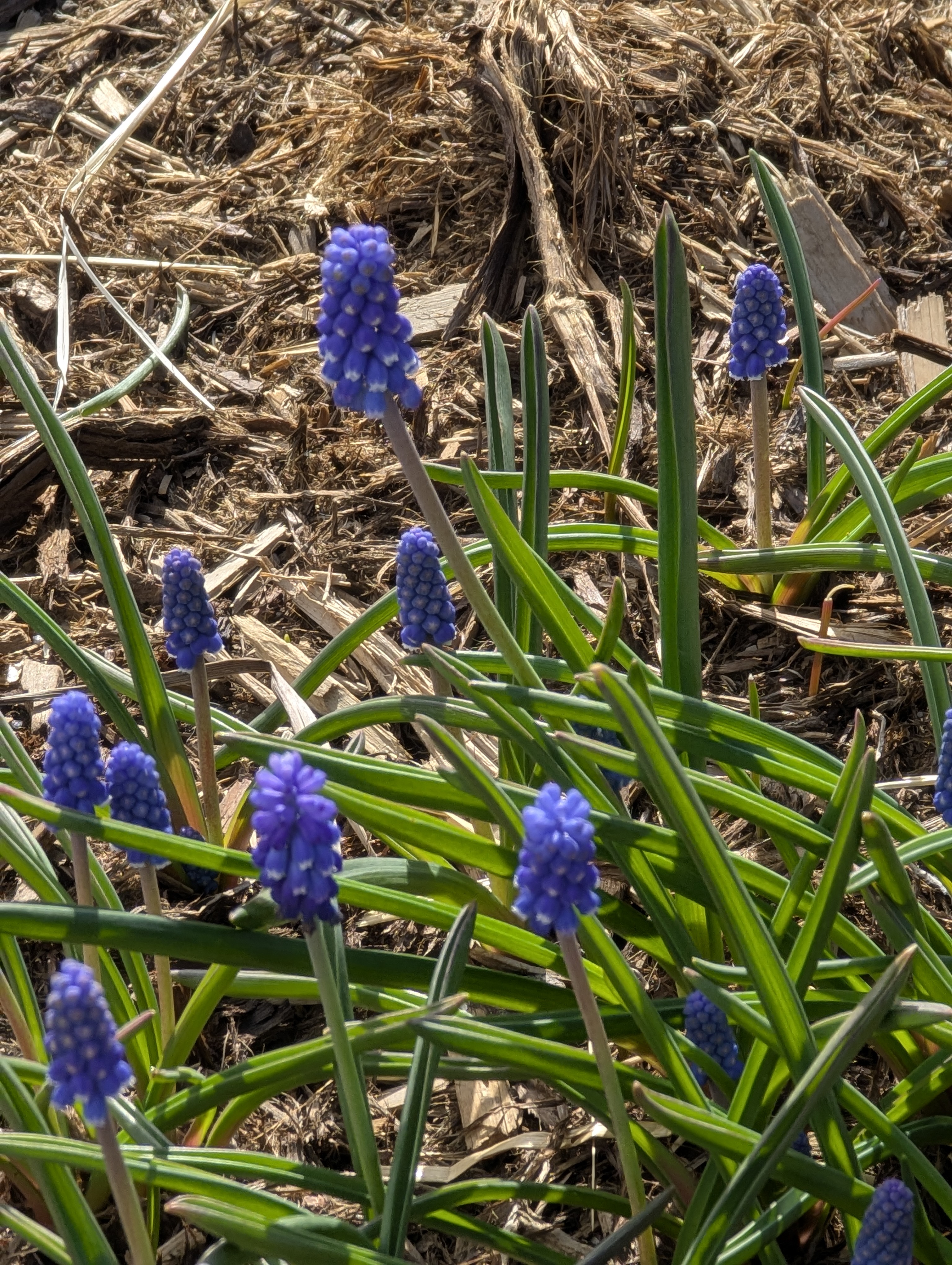 Grape Hyacinth, Morrison, Colorado